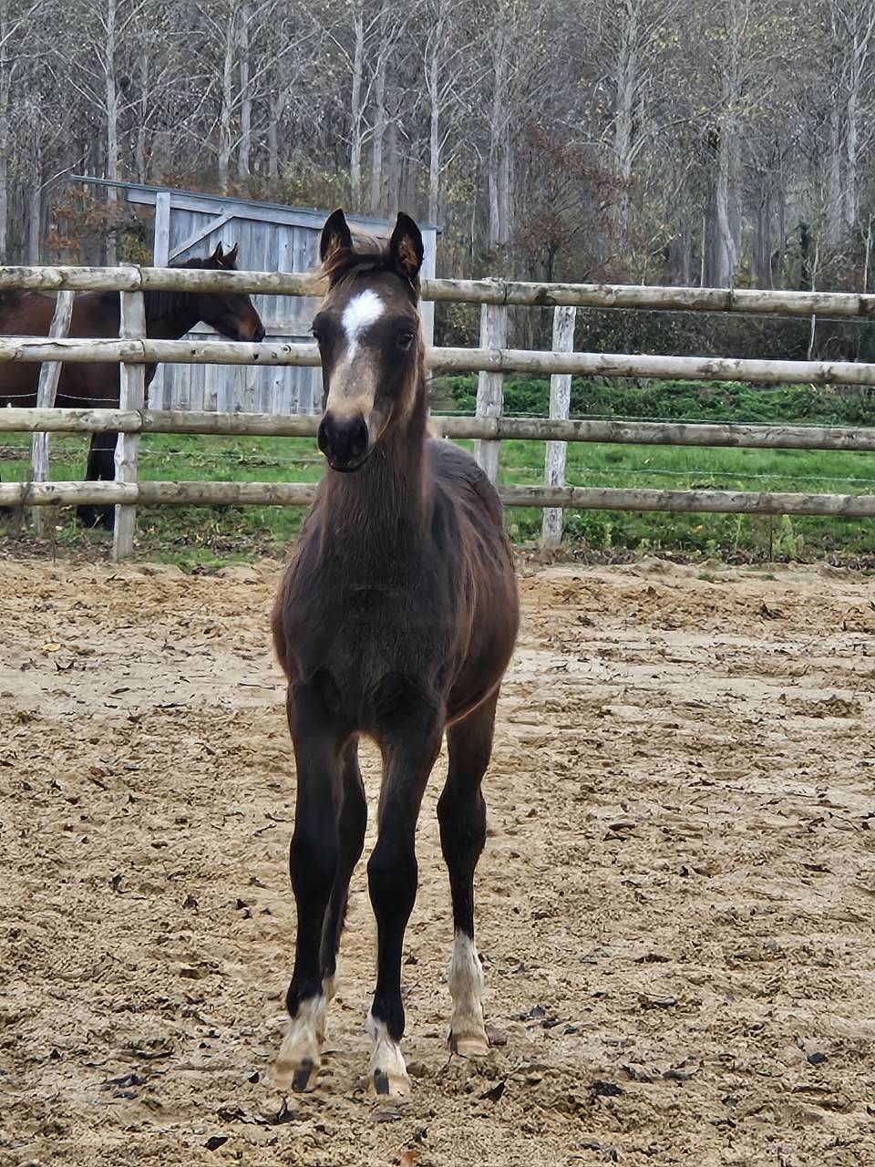 Cavalla Origine Non Constatata In vendita 2017 Perlino