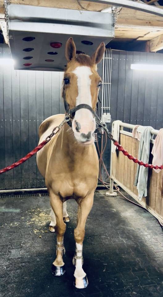 Castrone Zangersheide In vendita 2013 Sauro