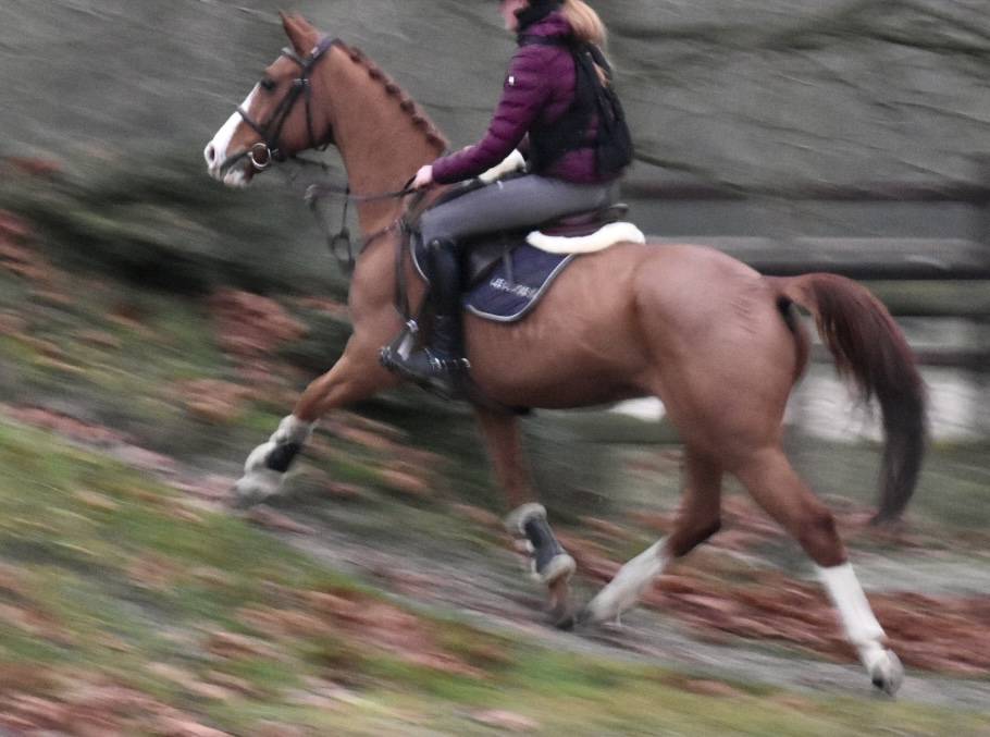 Castrone Zangersheide In vendita 2013 Sauro