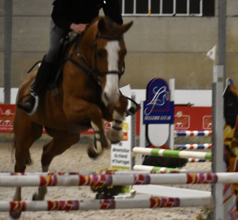 Castrone Zangersheide In vendita 2013 Sauro