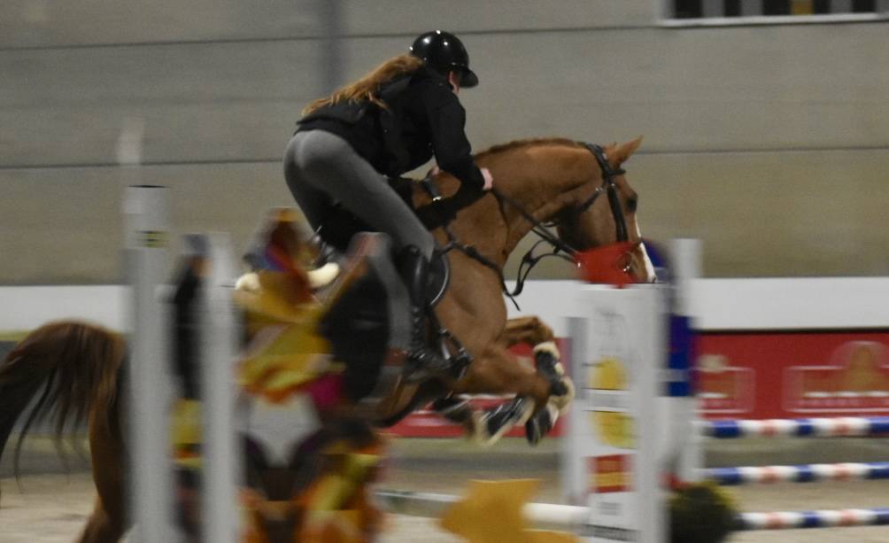 Castrone Zangersheide In vendita 2013 Sauro