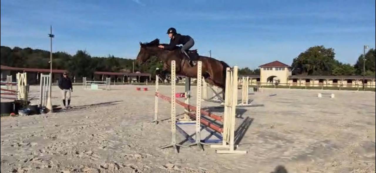 Cavalla Sella Francese In vendita 2020 Baio ,  Dexter de Kerglenn