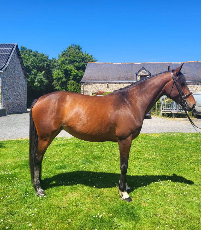 Cavalla Sella Francese In vendita 2020 Baio ,  Dexter de Kerglenn