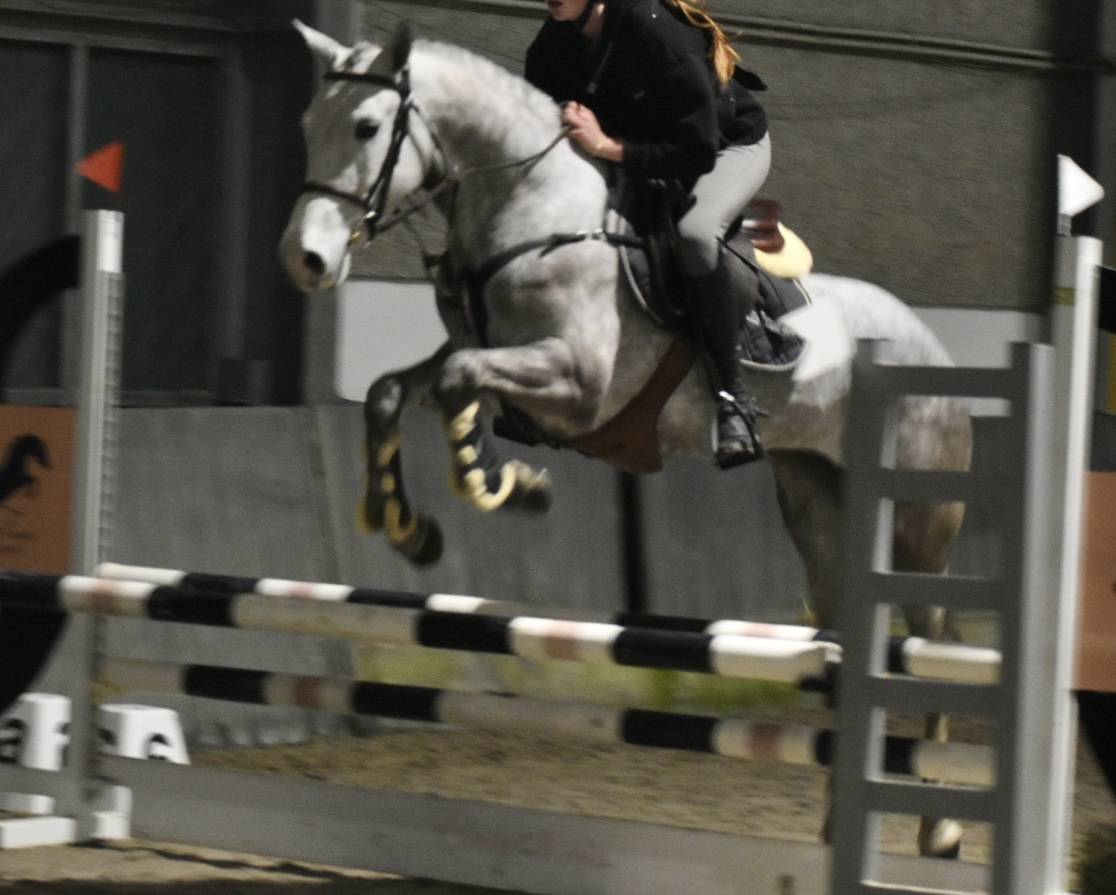 Cavalla Connemara In vendita 2022 Grigio