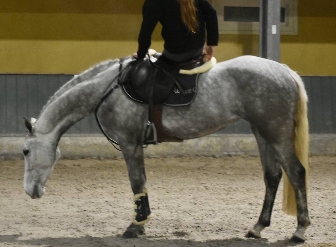 Cavalla Connemara In vendita 2022 Grigio