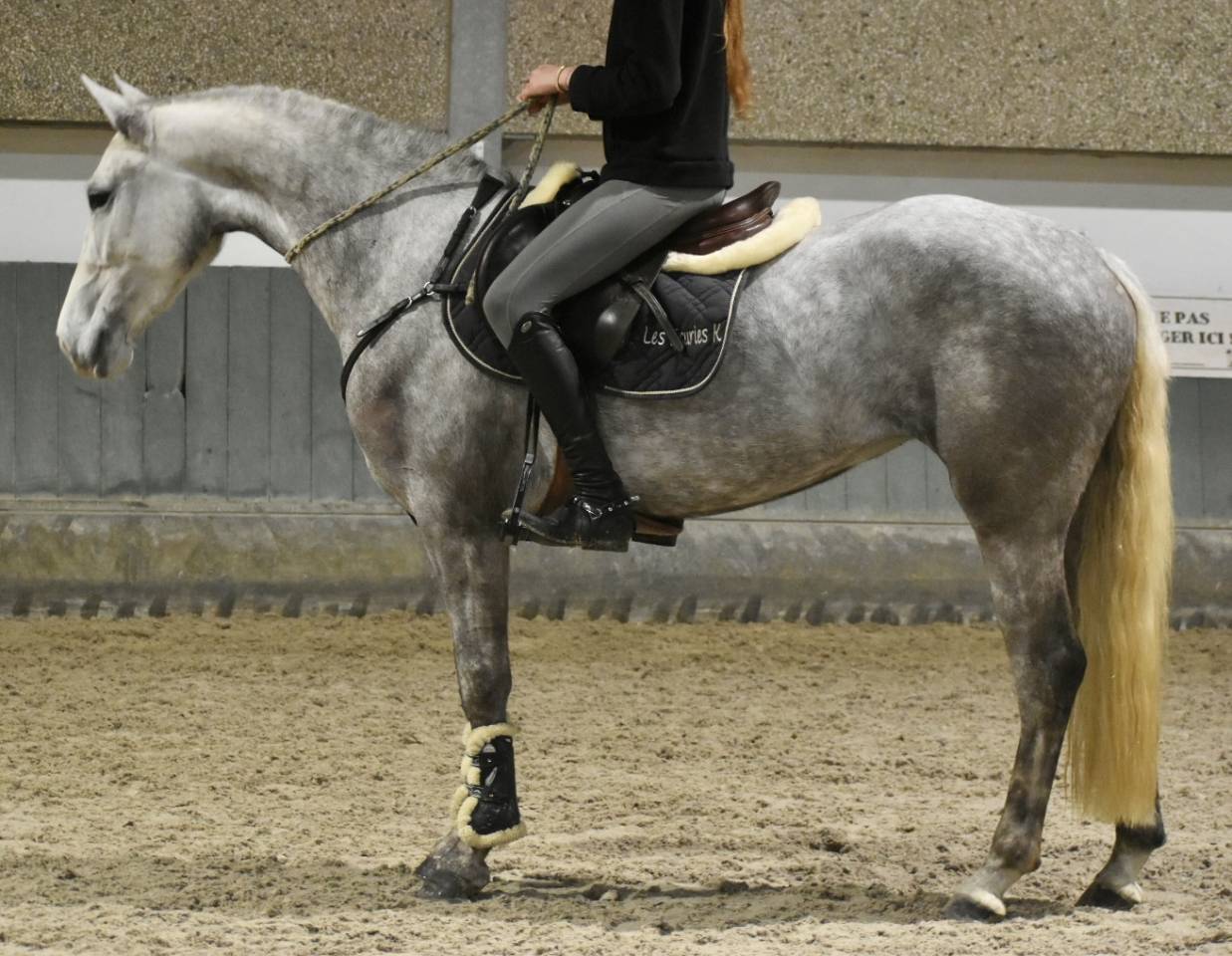 Cavalla Connemara In vendita 2022 Grigio