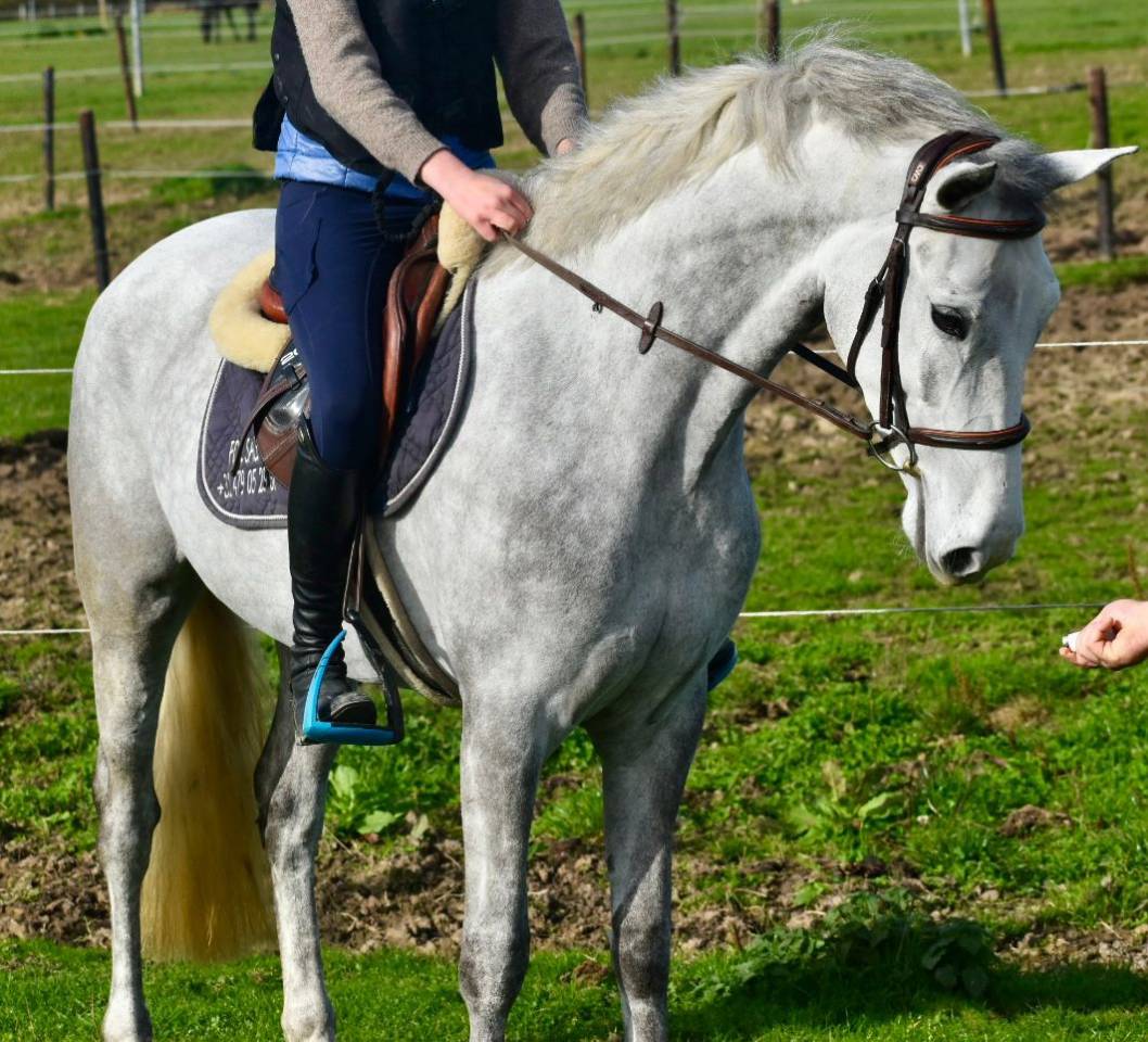 Cavalla Connemara In vendita 2022 Grigio