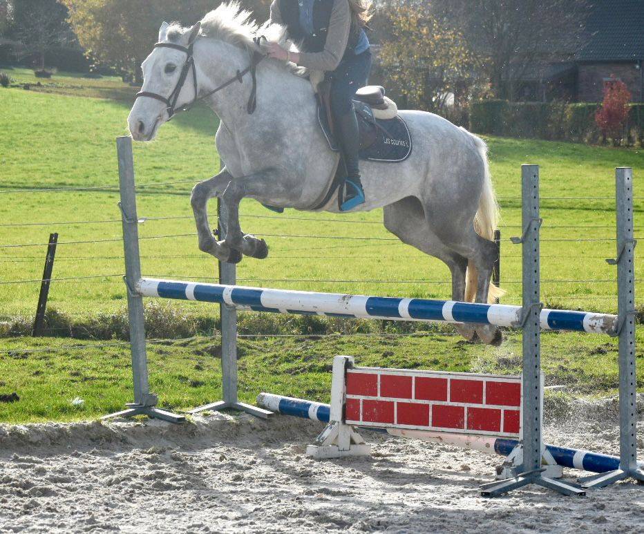 Cavalla Connemara In vendita 2022 Grigio