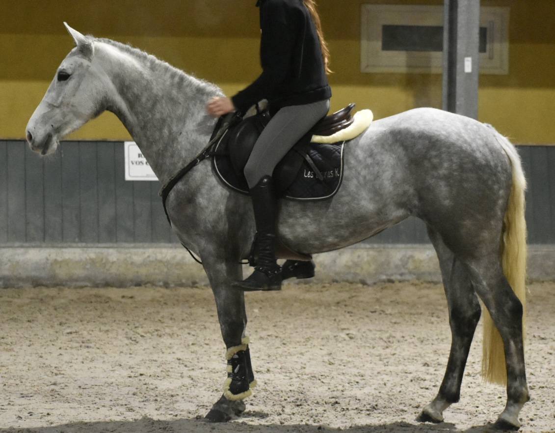 Cavalla Connemara In vendita 2022 Grigio