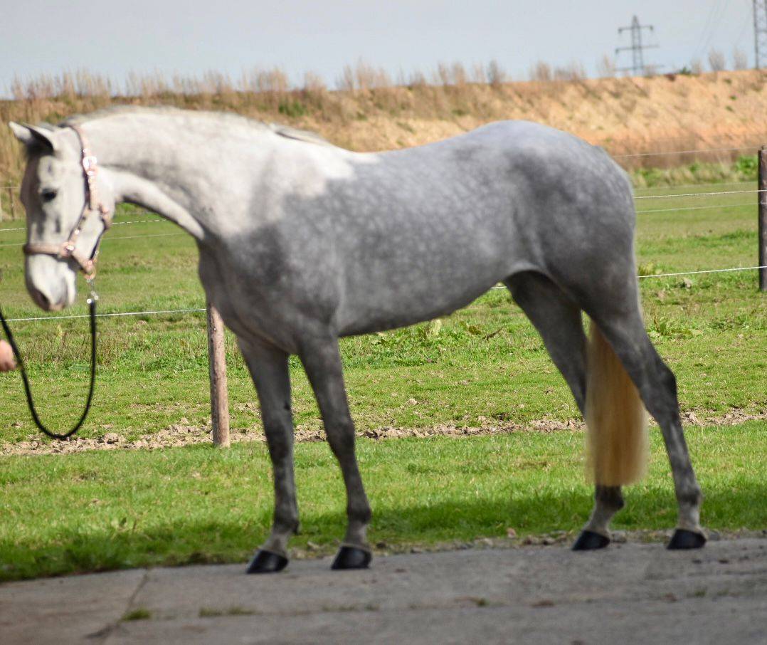 Cavalla Connemara In vendita 2022 Grigio