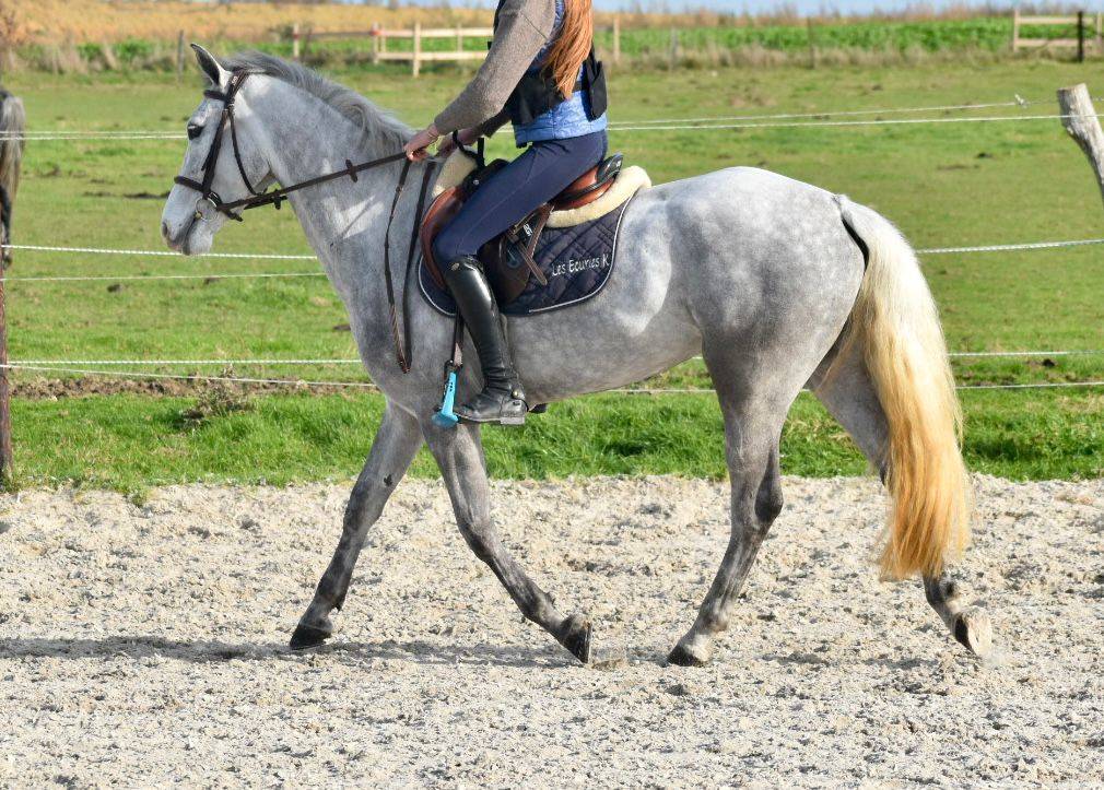 Cavalla Connemara In vendita 2022 Grigio