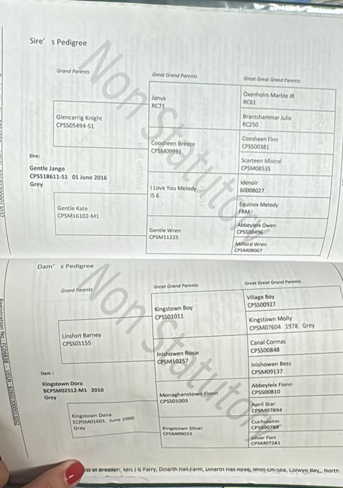 Cavalla Connemara In vendita 2022 Grigio