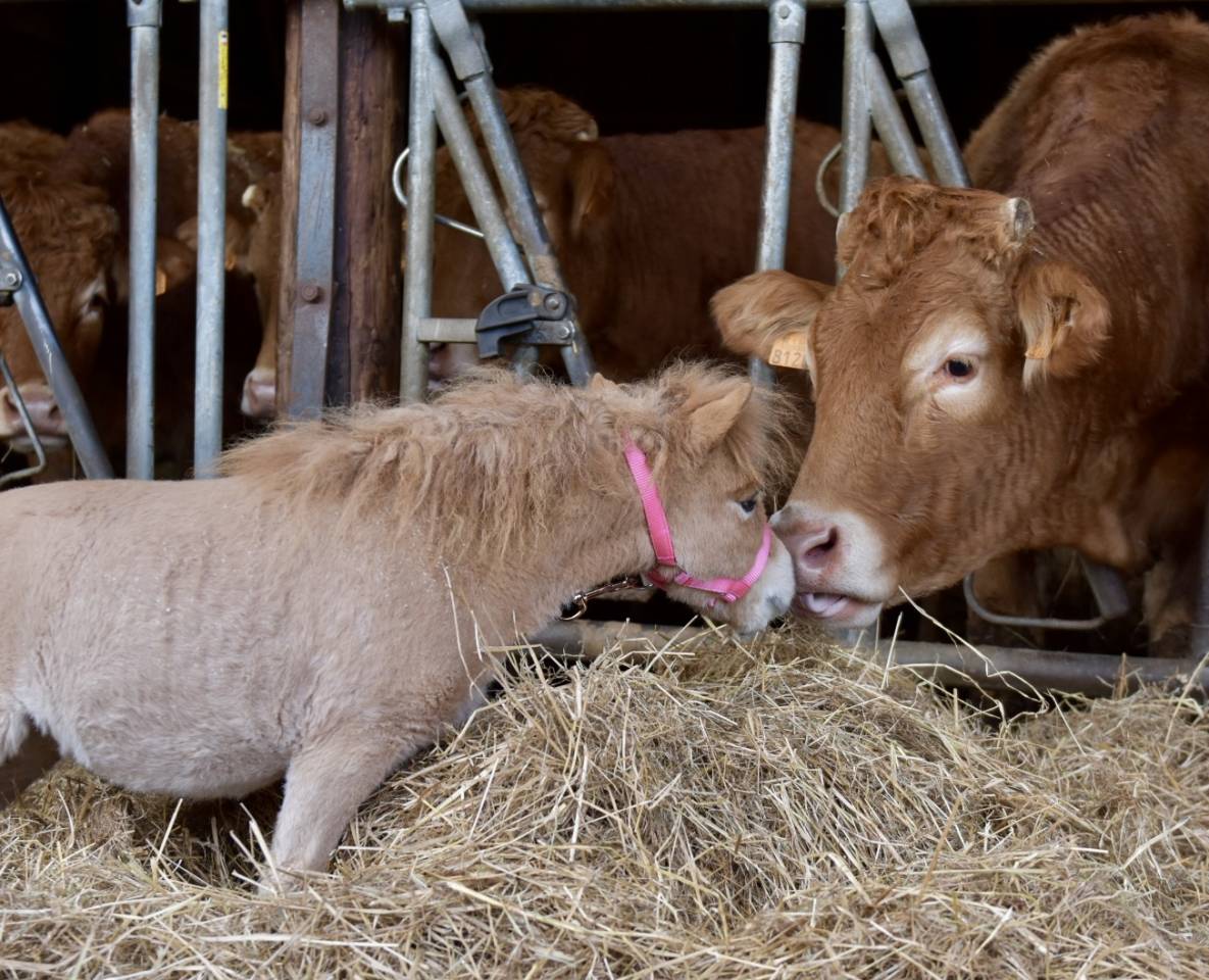 Cavalla Origine Non Constatata In vendita 2024 Sauro