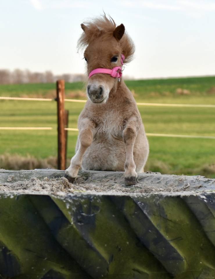 Cavalla Origine Non Constatata In vendita 2024 Sauro