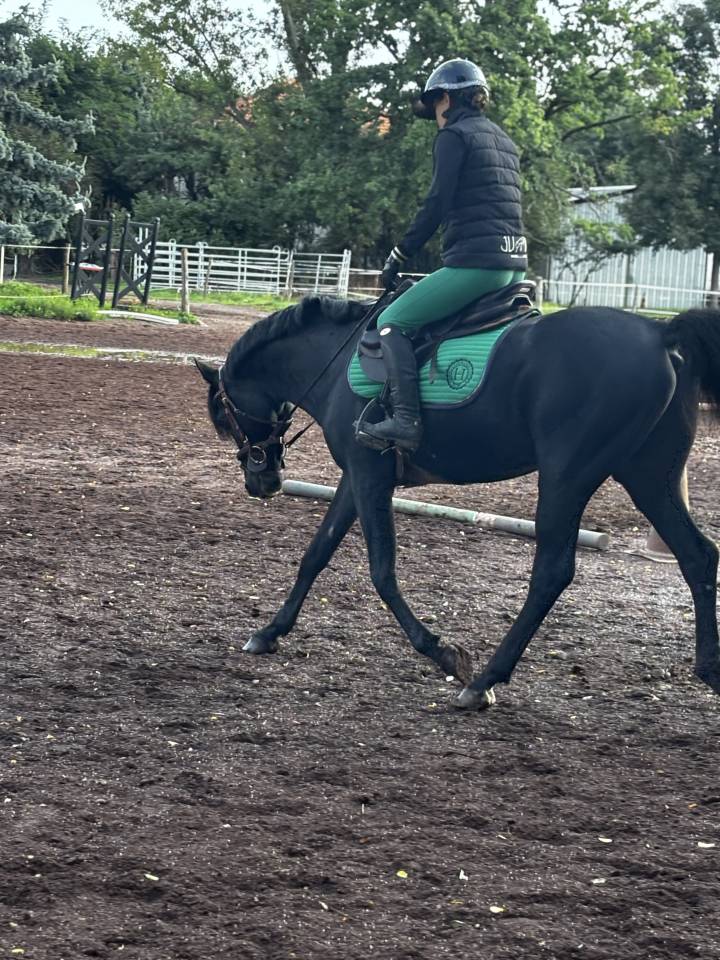 Blackjack BLackfame - Purosangue Arabo 2010 ,  Ka Noon Rej