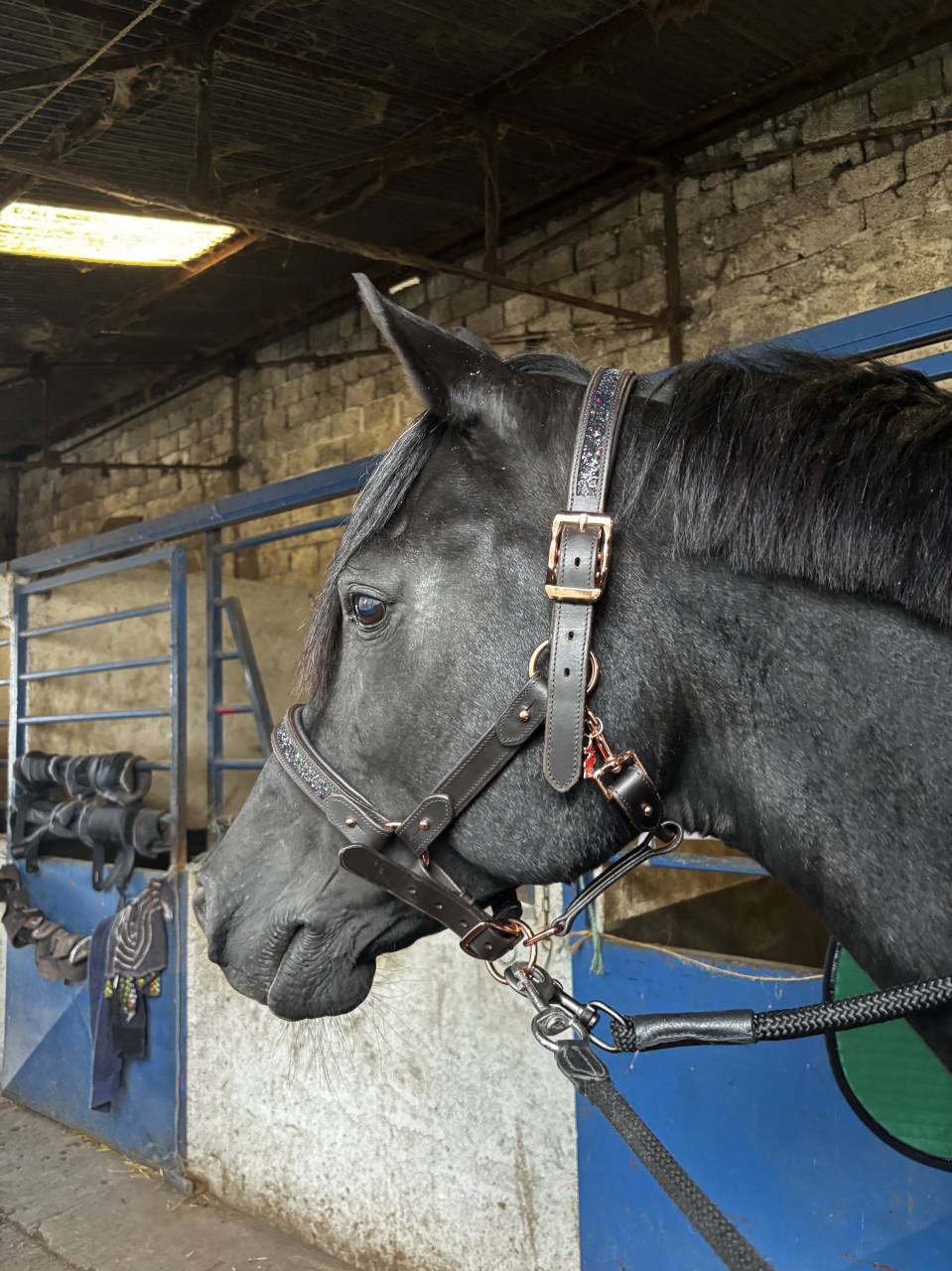 Blackjack BLackfame - Purosangue Arabo 2010 ,  Ka Noon Rej