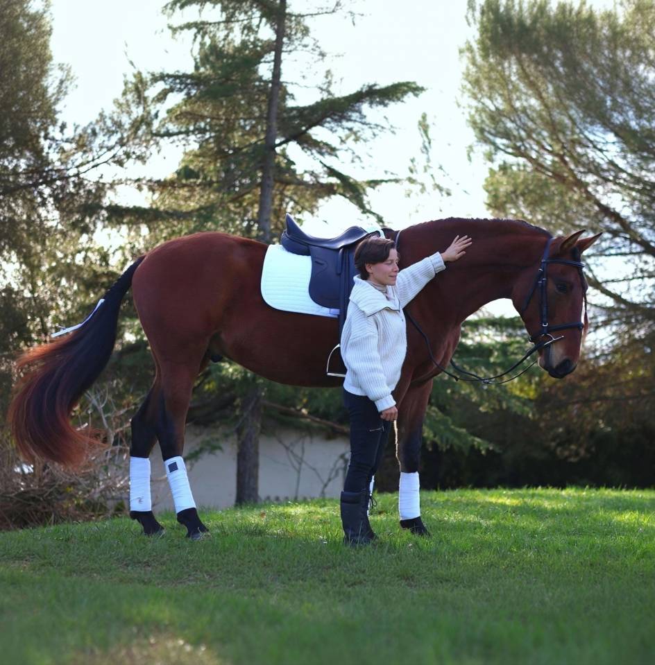 Castrone PRE Andaluso In vendita 2021 Baio