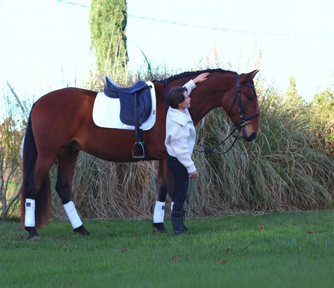 Castrone PRE Andaluso In vendita 2021 Baio