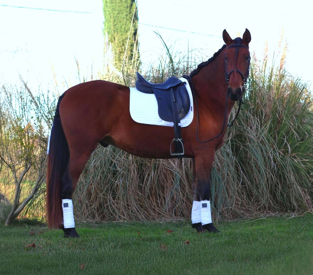 Castrone PRE Andaluso In vendita 2021 Baio