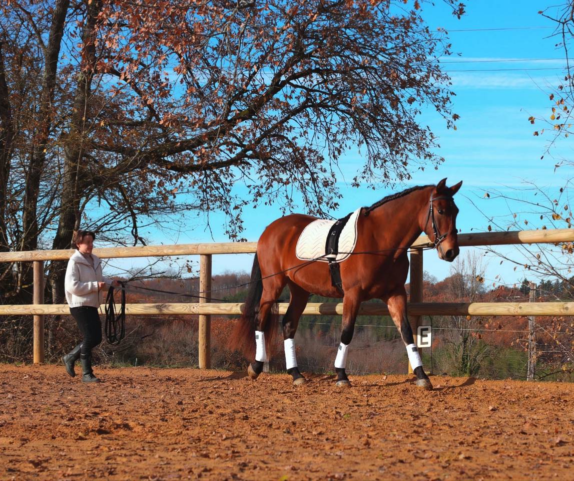 Castrone PRE Andaluso In vendita 2021 Baio