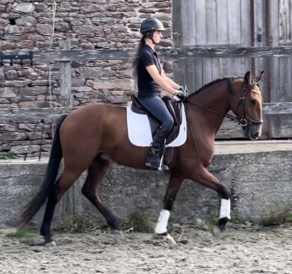 Castrone Lusitano In vendita 2019 Baio ,  ESCORIAL SRB