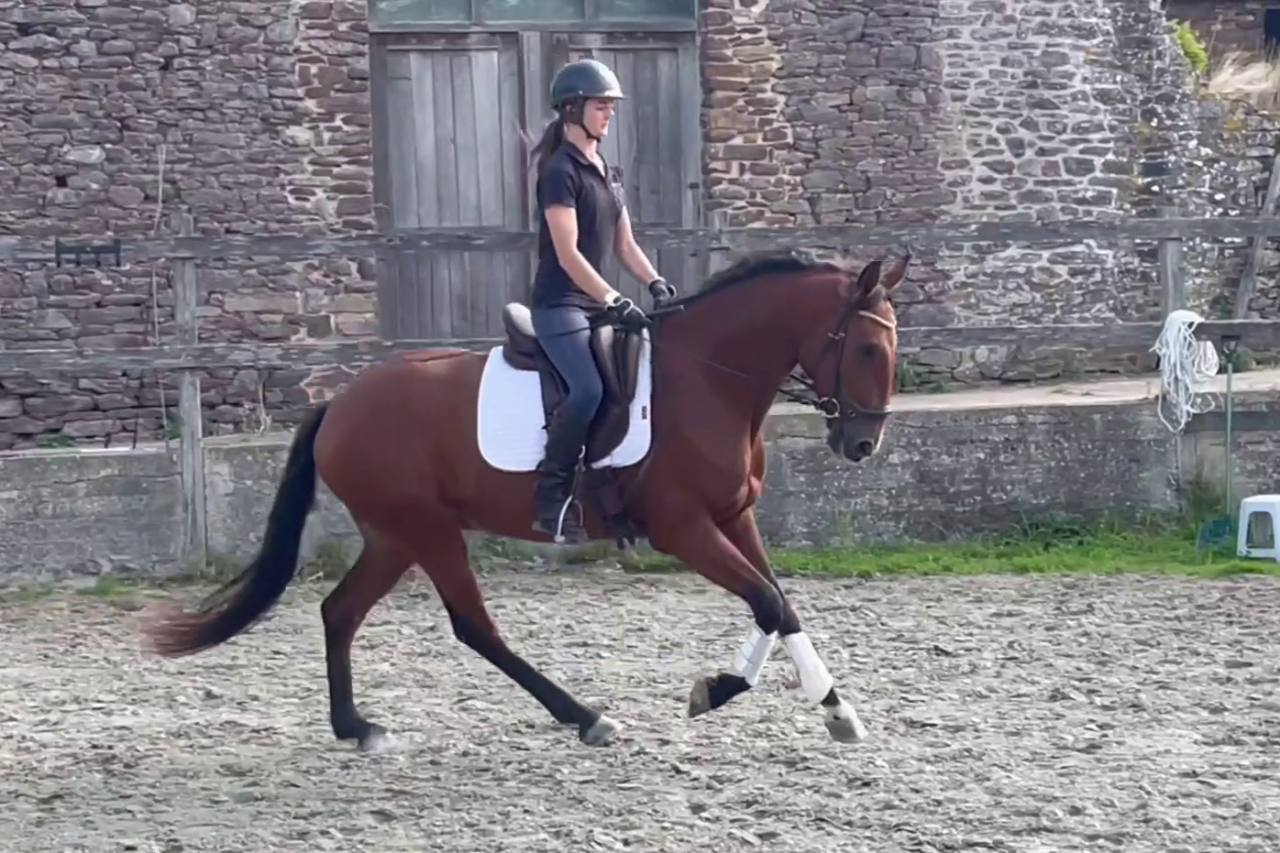Castrone Lusitano In vendita 2019 Baio ,  ESCORIAL SRB