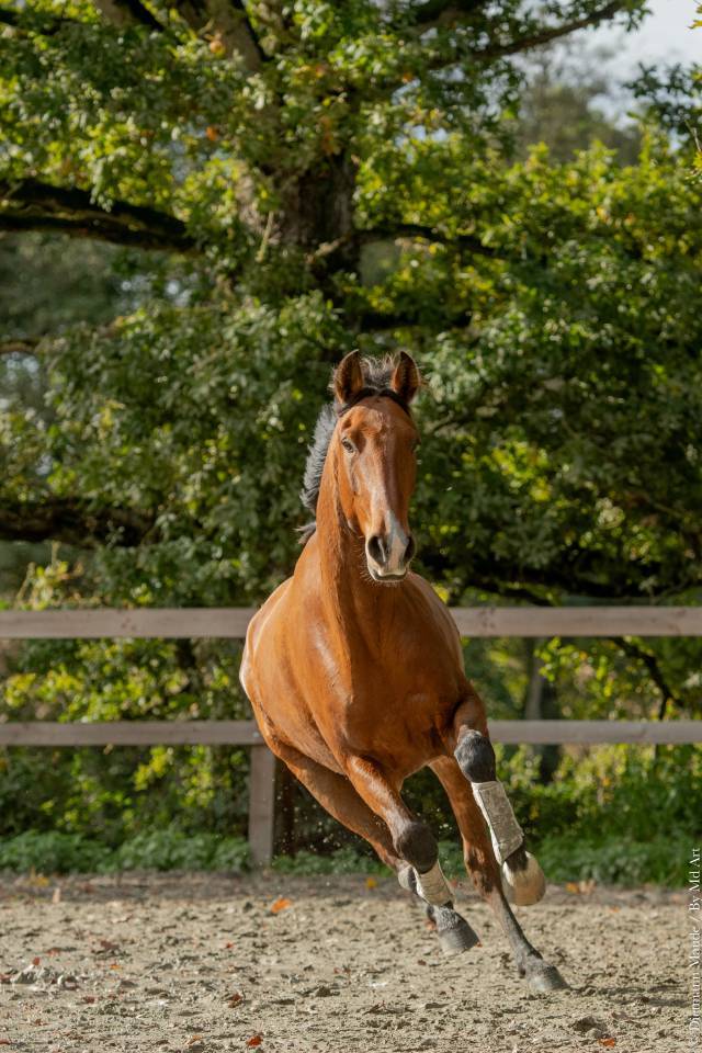 Castrone Lusitano In vendita 2019 Baio ,  ESCORIAL SRB