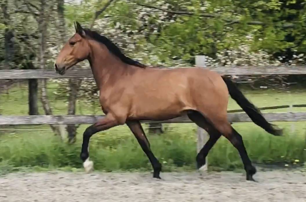 Castrone Lusitano In vendita 2019 Baio ,  ESCORIAL SRB