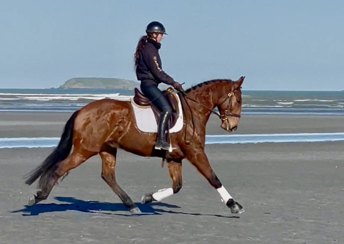 Castrone Lusitano In vendita 2019 Baio ,  ESCORIAL SRB