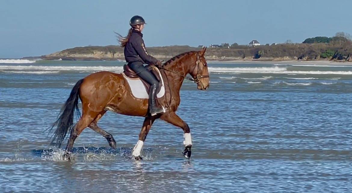 Castrone Lusitano In vendita 2019 Baio ,  ESCORIAL SRB