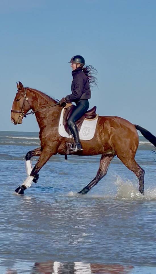 Castrone Lusitano In vendita 2019 Baio ,  ESCORIAL SRB