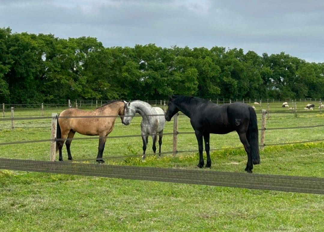 Castrone Minorquin In vendita 2016 Nero