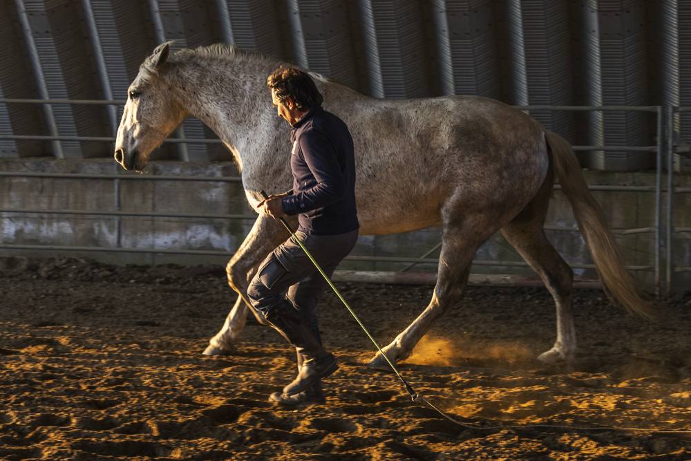 Cavallo spagnolo 7 anni