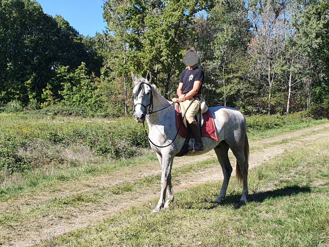 Cavallo spagnolo 7 anni