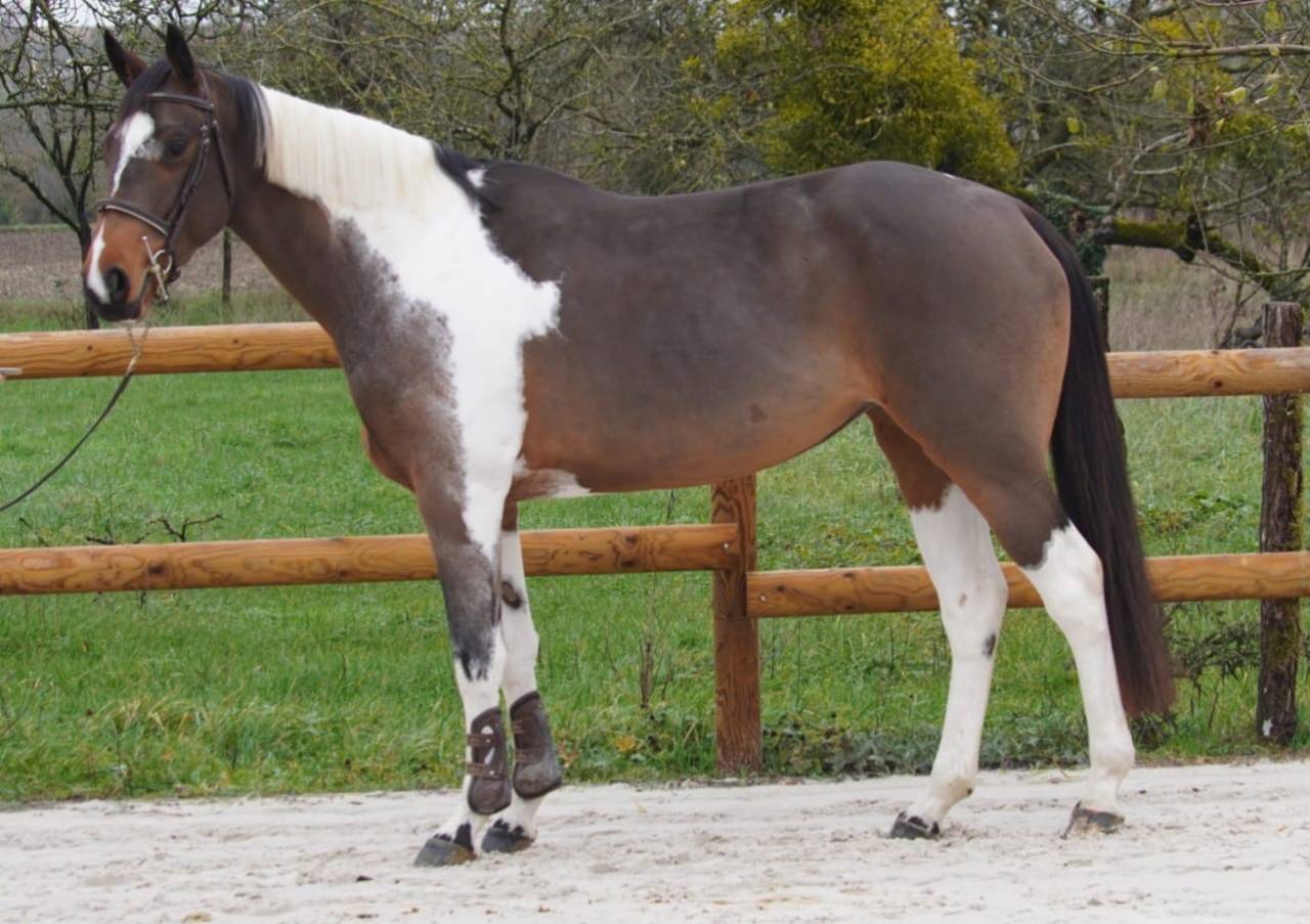 Cavalla Sella Francese In vendita 2022 Baio ,  IDEAL COMBE AUX LOUP