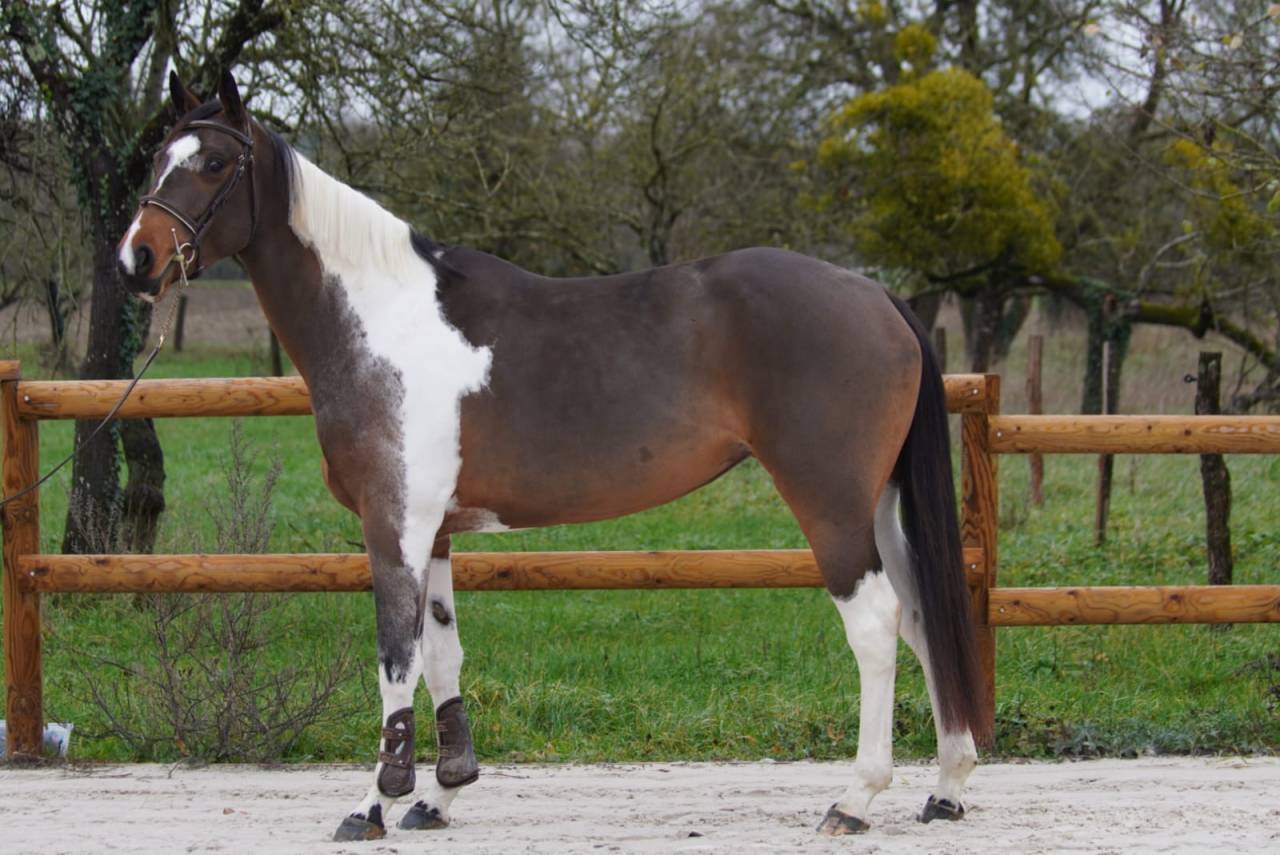 Cavalla Sella Francese In vendita 2022 Baio ,  IDEAL COMBE AUX LOUP