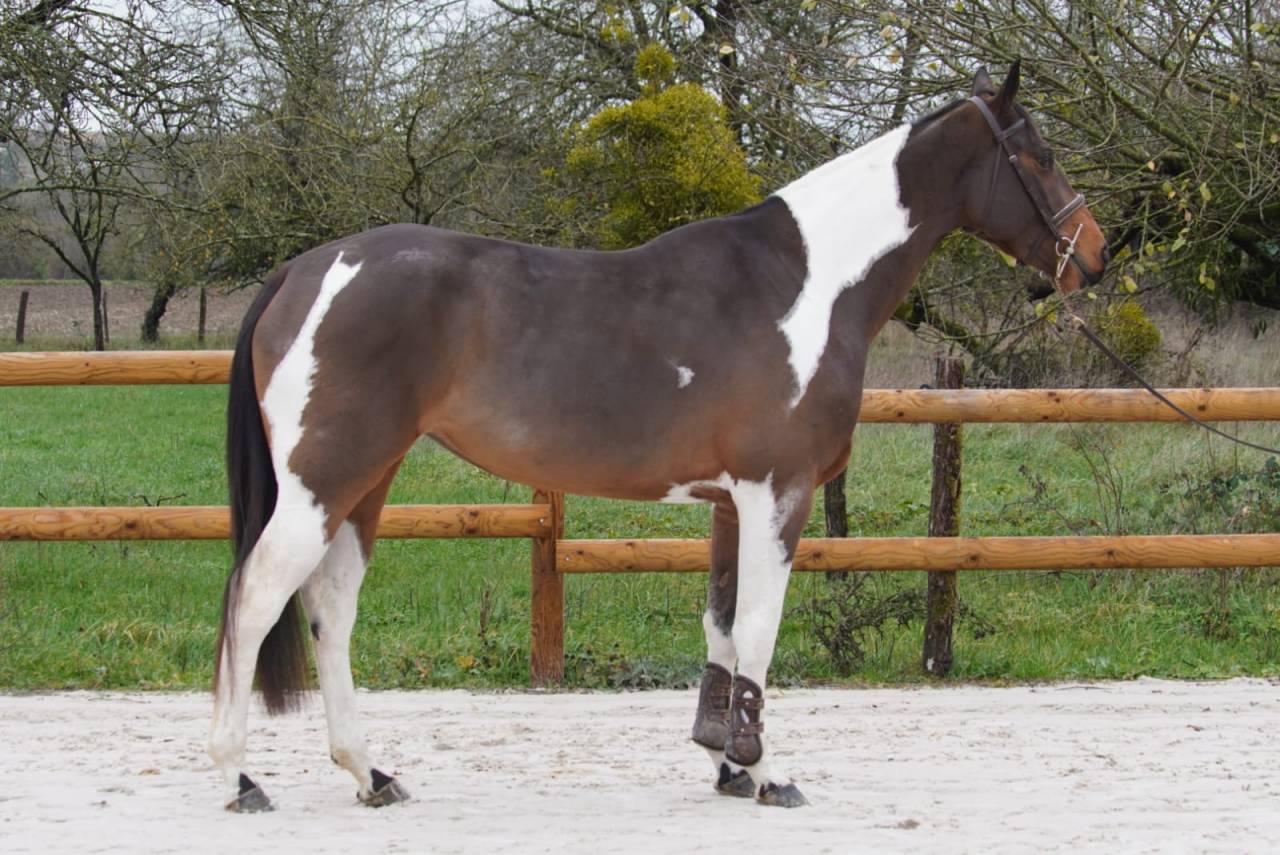 Cavalla Sella Francese In vendita 2022 Baio ,  IDEAL COMBE AUX LOUP