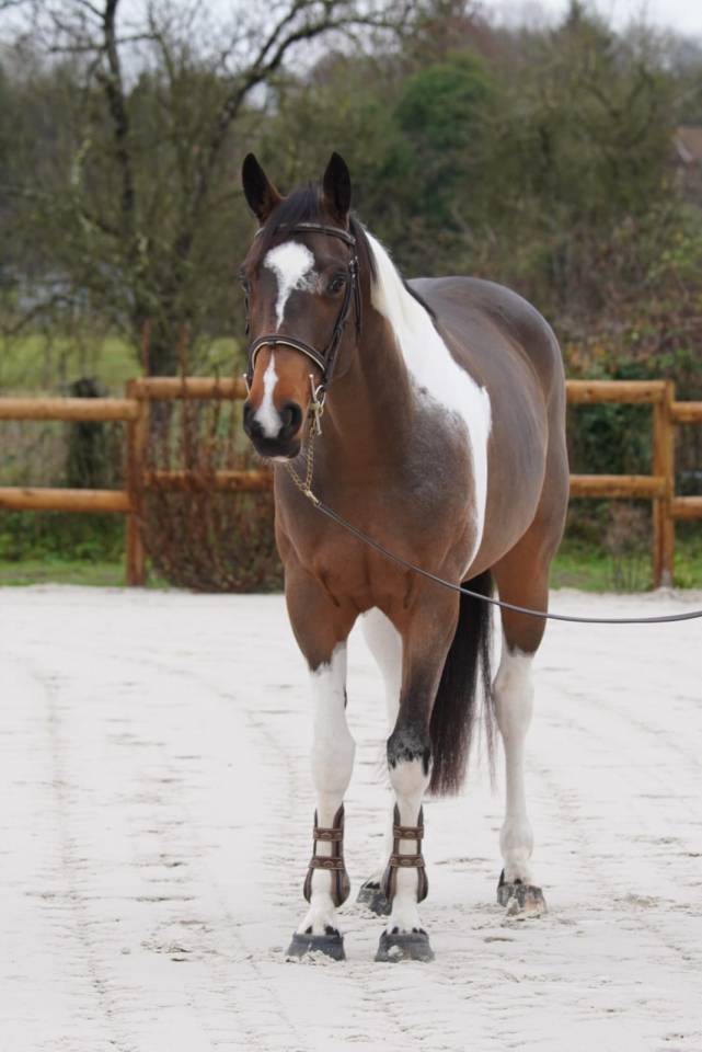 Cavalla Sella Francese In vendita 2022 Baio ,  IDEAL COMBE AUX LOUP