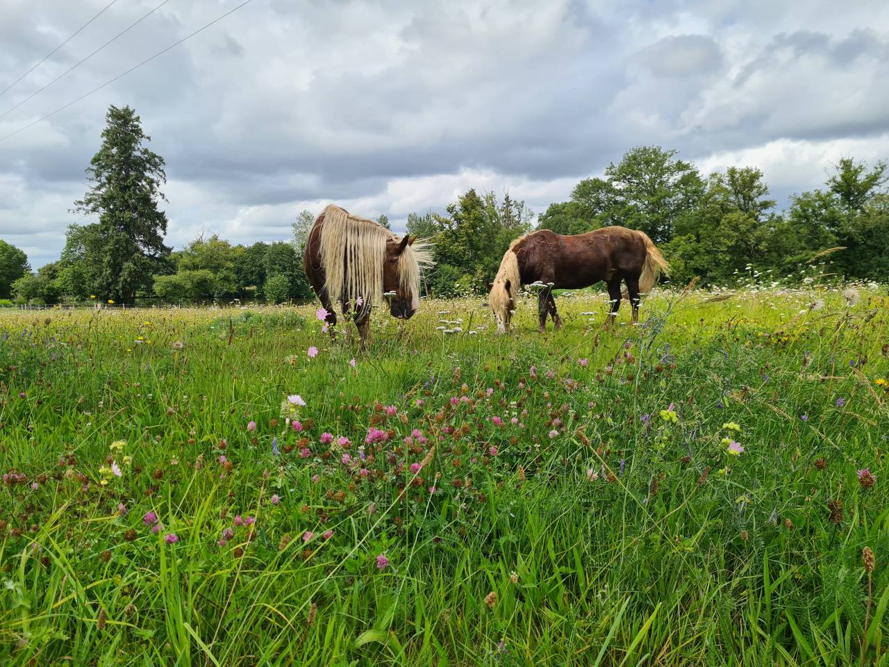 Bella dimora equestre In vendita Creuse