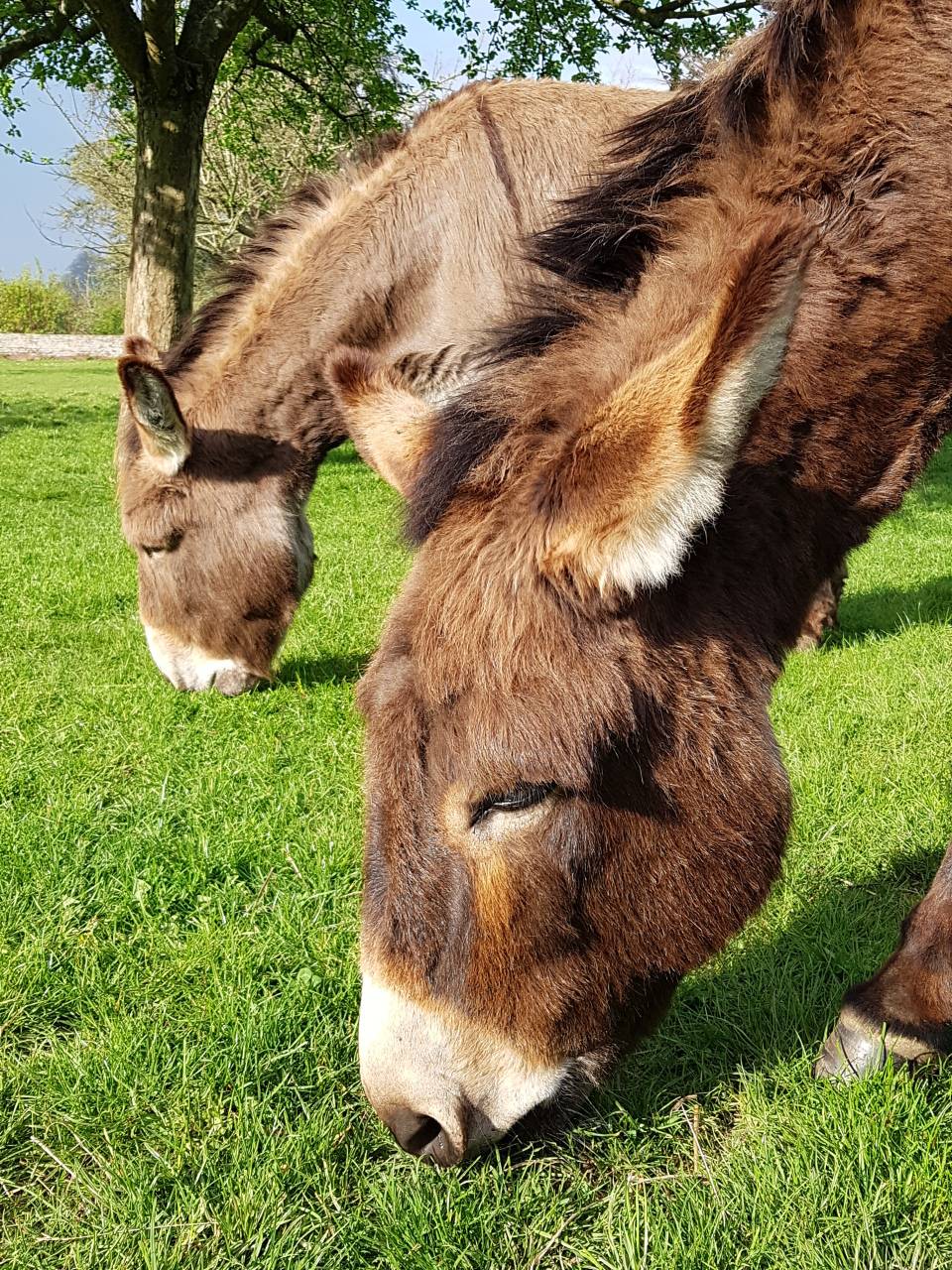 Asno Normand In vendita 2013 Baio