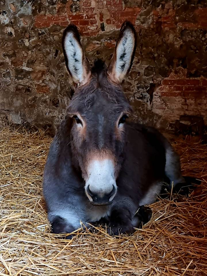 Asno Normand In vendita 2013 Baio