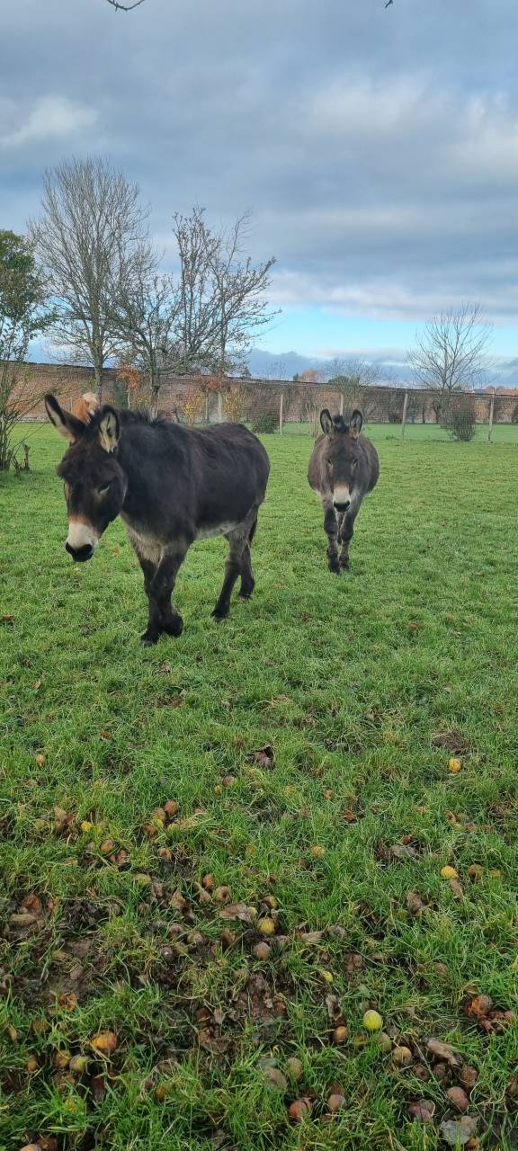 Asno Normand In vendita 2013 Baio