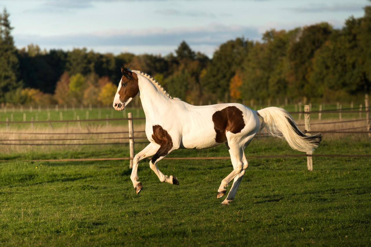 Envol van de Rib - Cavallo da Sella 2014 ,  ROCCOSSIFRED