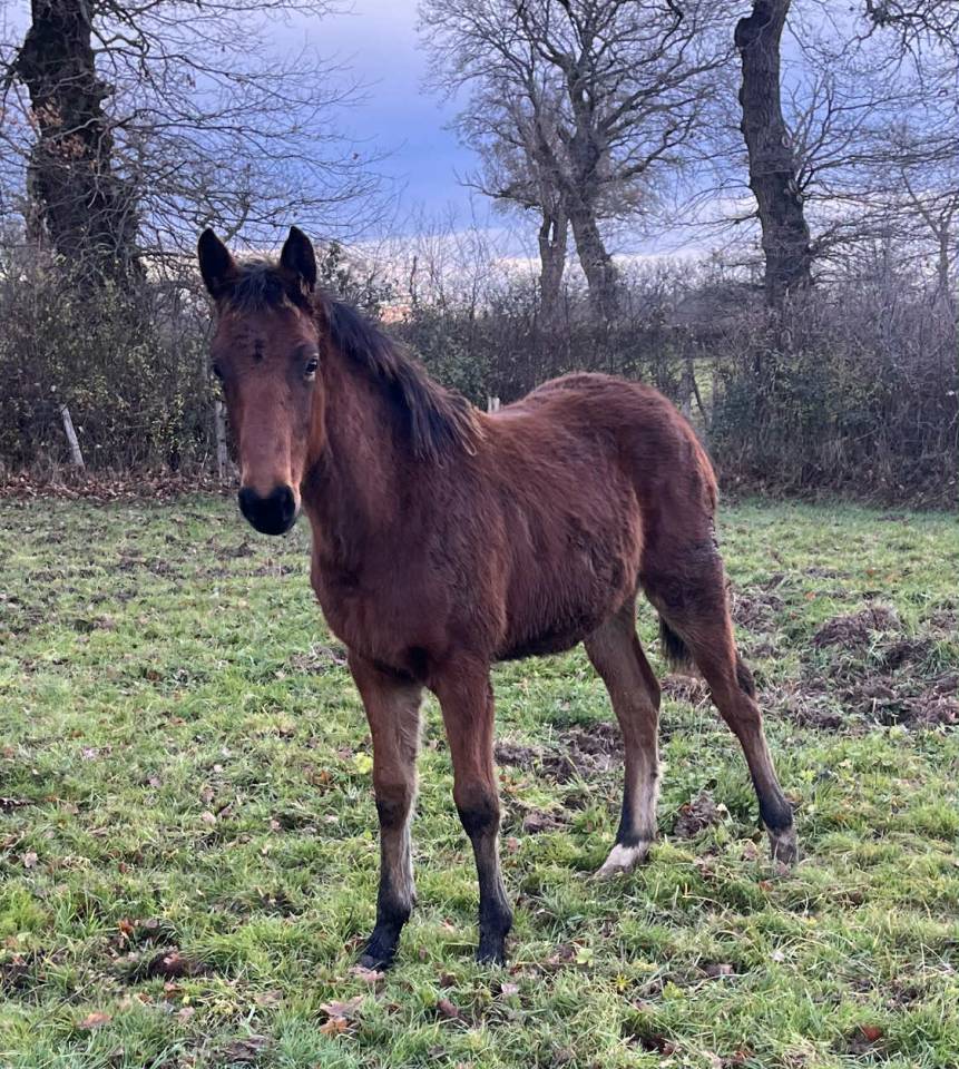 Puledro Sella Francese In vendita 2025 Baio