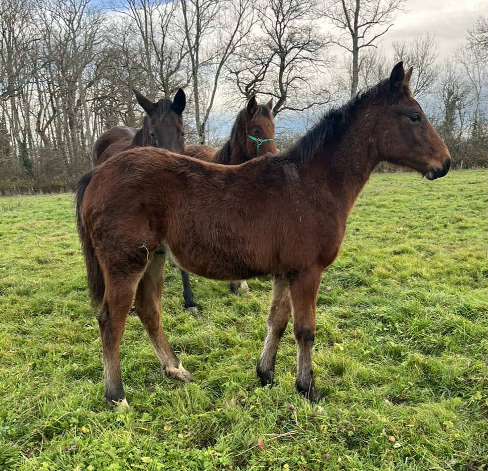 Puledro Sella Francese In vendita 2025 Baio