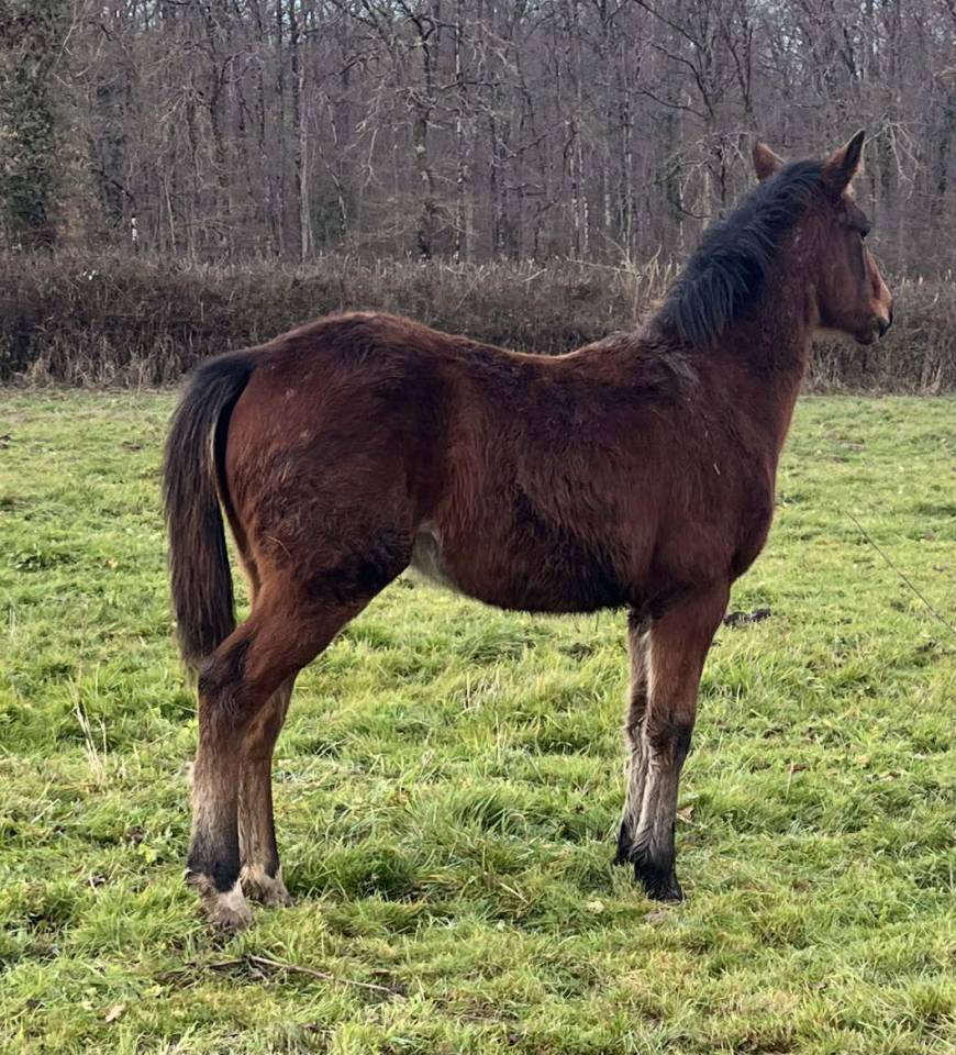 Puledro Sella Francese In vendita 2025 Baio