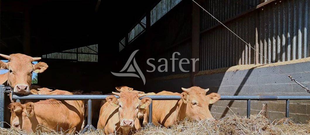 Azienda ovina In vendita Vienne