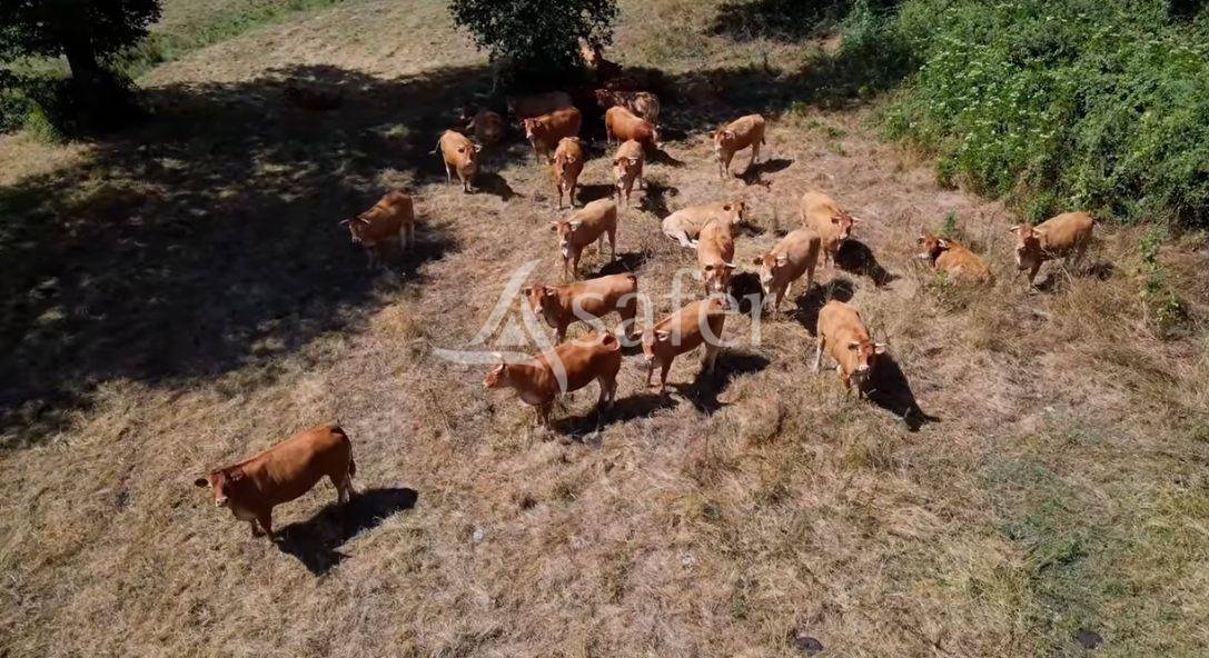Azienda ovina In vendita Vienne