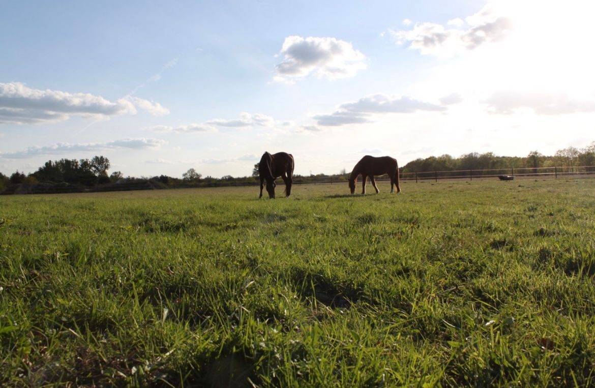 Scuderia per proprietari In vendita Loir-et-Cher