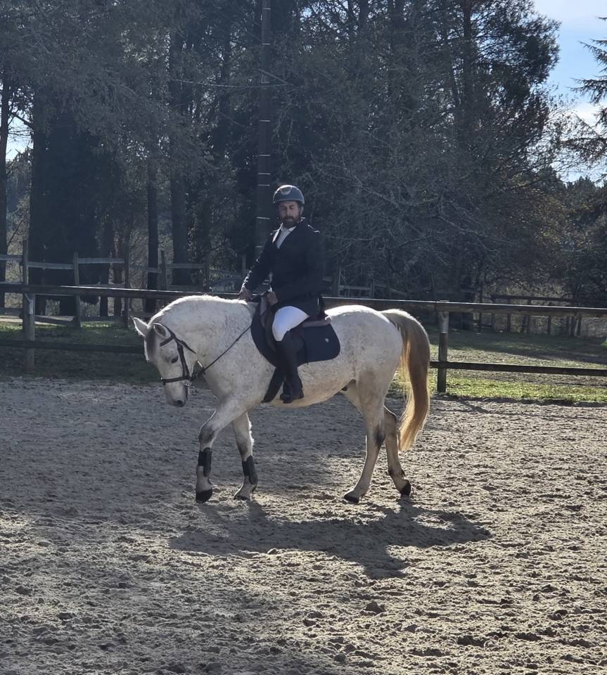 Castrone PFS Pony Francese da Sella In vendita 2018 Grigio